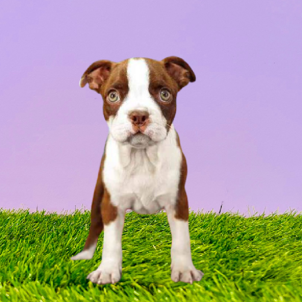 carousel pet images
