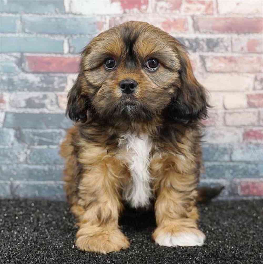 carousel pet images