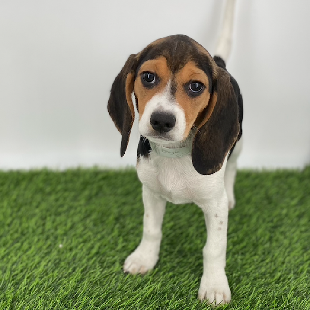carousel pet images