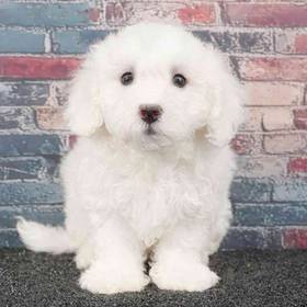 Bichon
