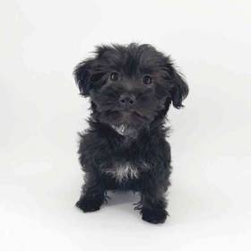 Yorkie-Poo