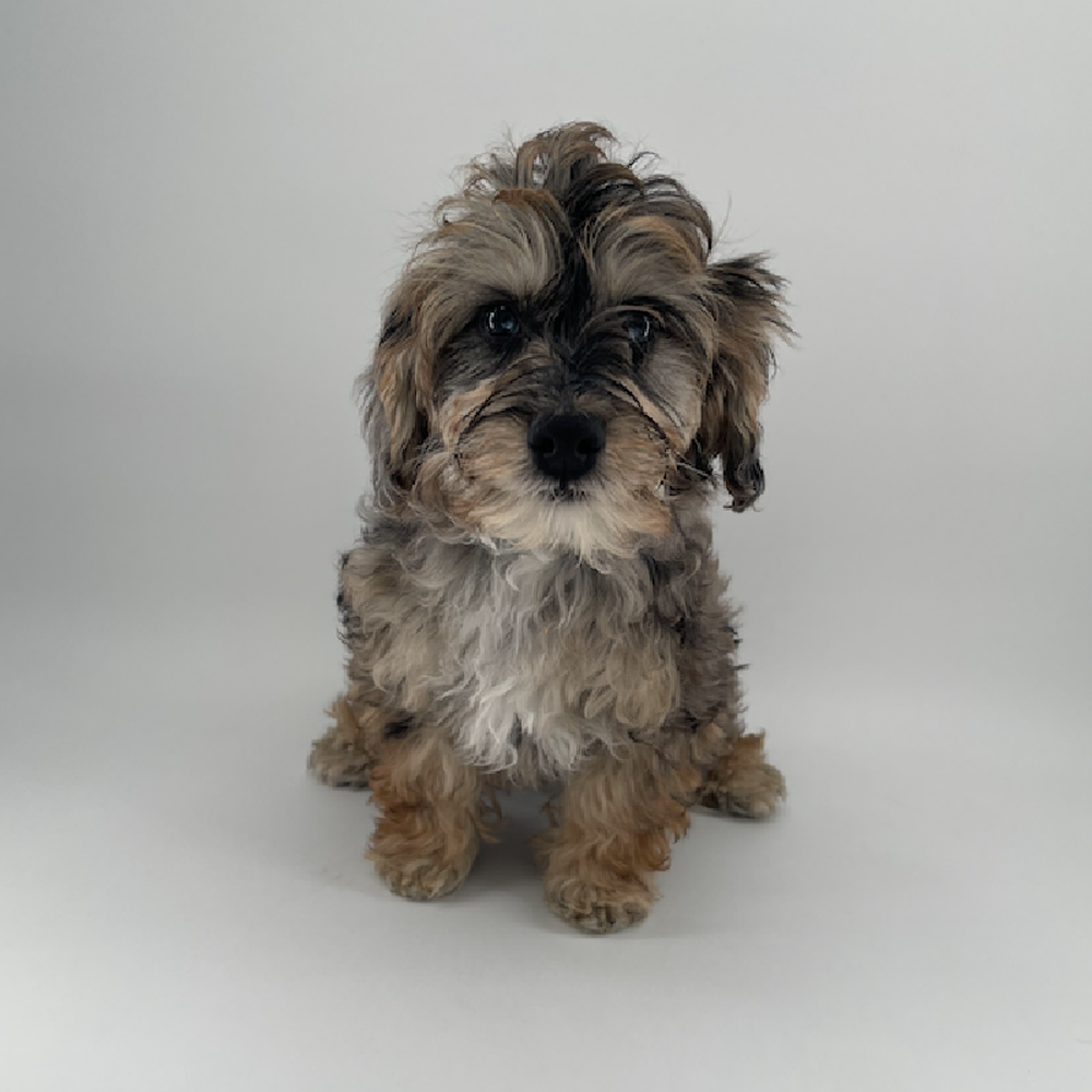 carousel pet images