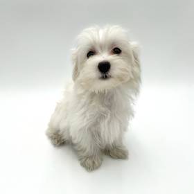 Maltese