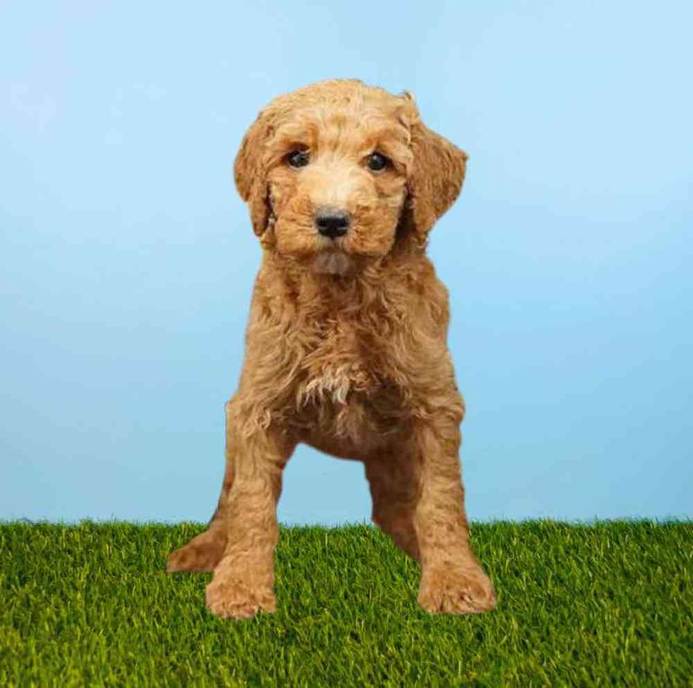 carousel pet images