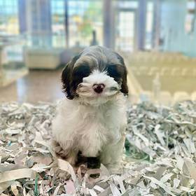 Cockapoo
