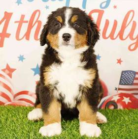 Bernese Mountain Dog