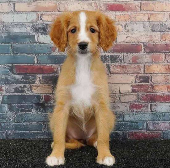 Cavapoo