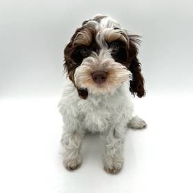 Cockapoo