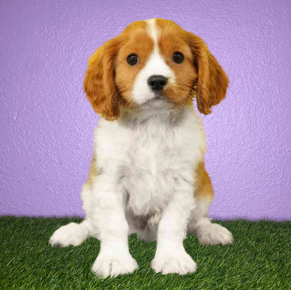 carousel pet images