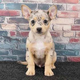 Chihuahua