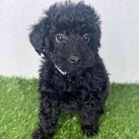 Poodle