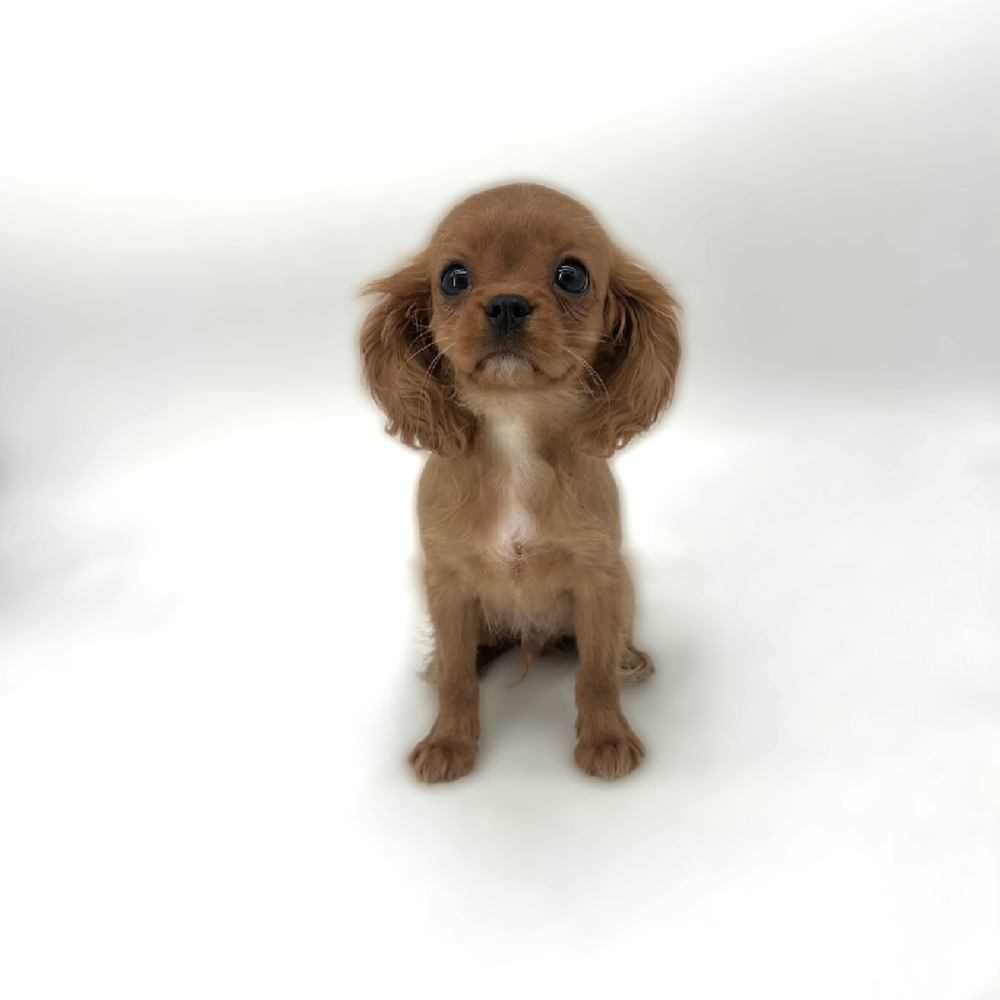 carousel pet images