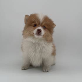 2nd Gen Pomsky