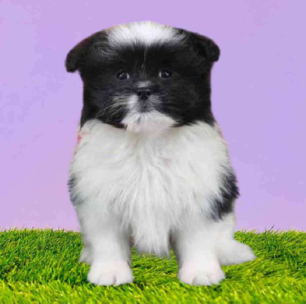 Male Shiranian Puppy for Sale in Puyallup, WA