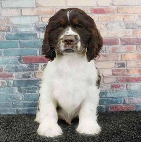 Cocker Spaniel