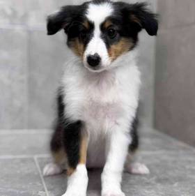 Sheltie