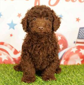 Poodle