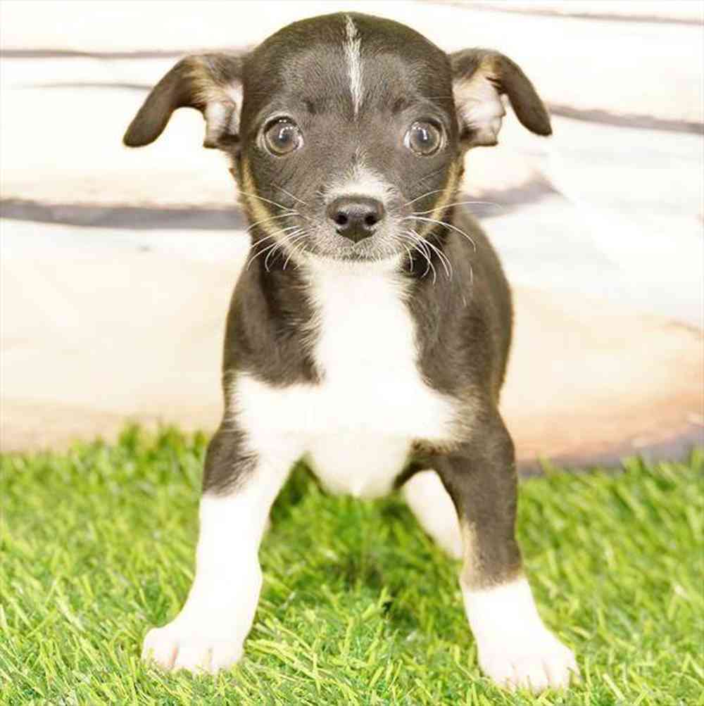 carousel pet images