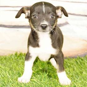 Chihuahua