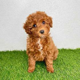 Maltipoo