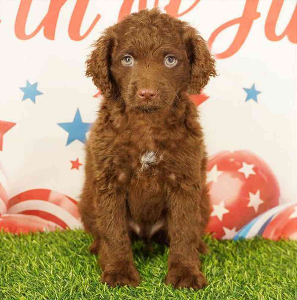 carousel pet images