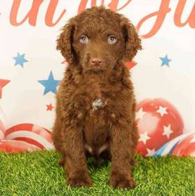 Cockapoo