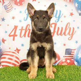German Shepherd