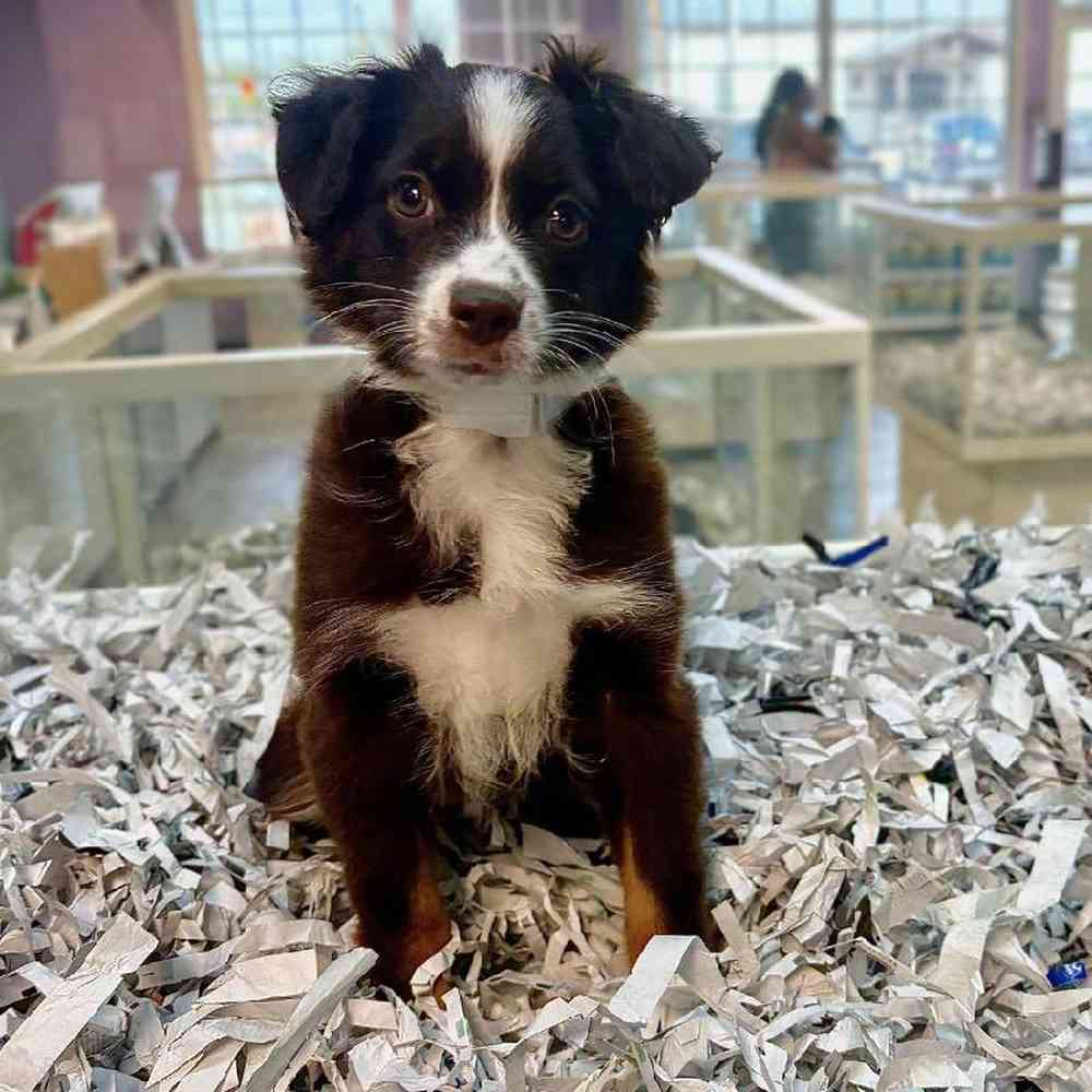 carousel pet images
