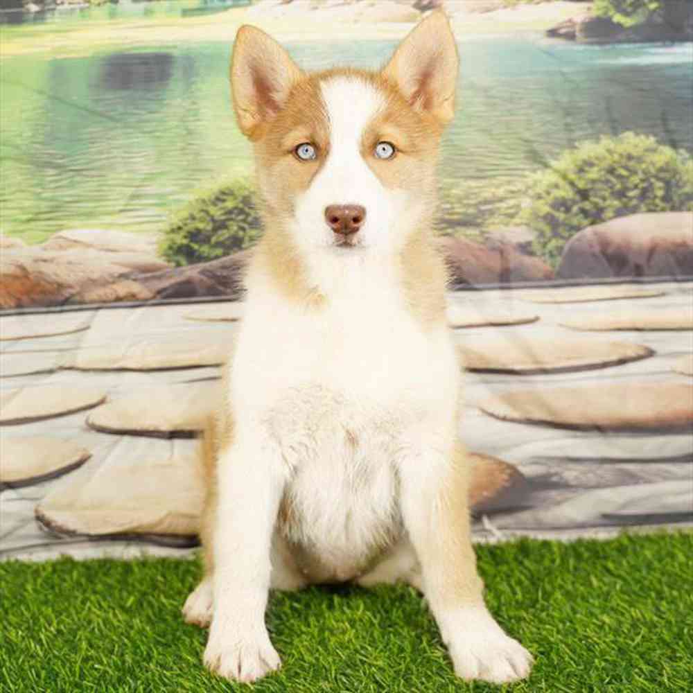 carousel pet images
