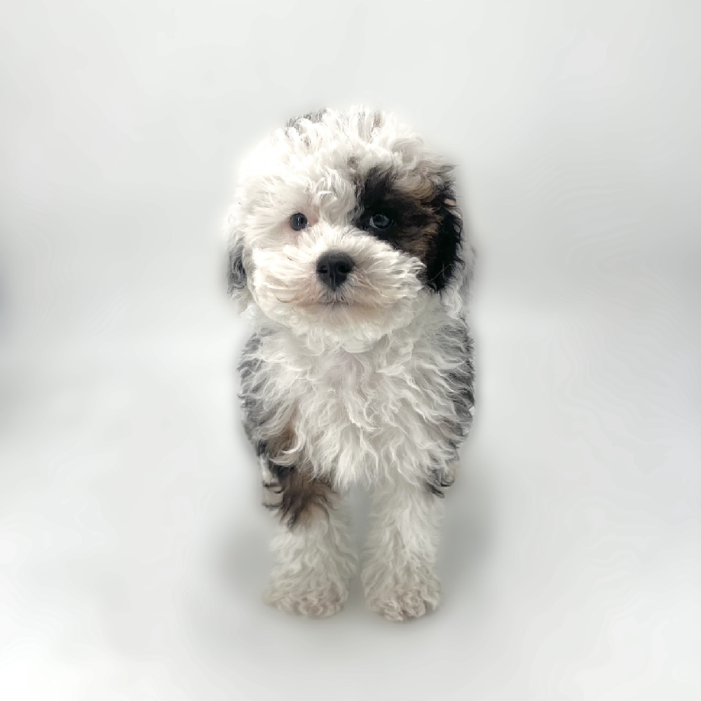 carousel pet images