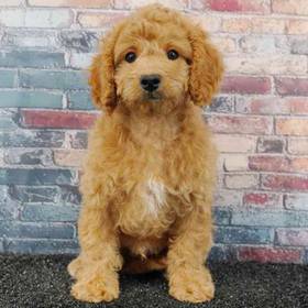 Cavapoo