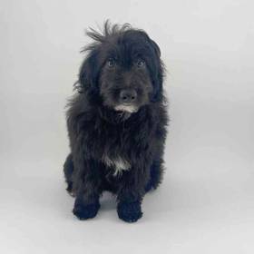 Mini Aussiedoodle