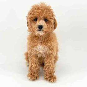 Maltipoo