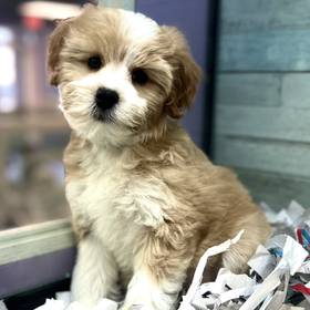 Shizapoo