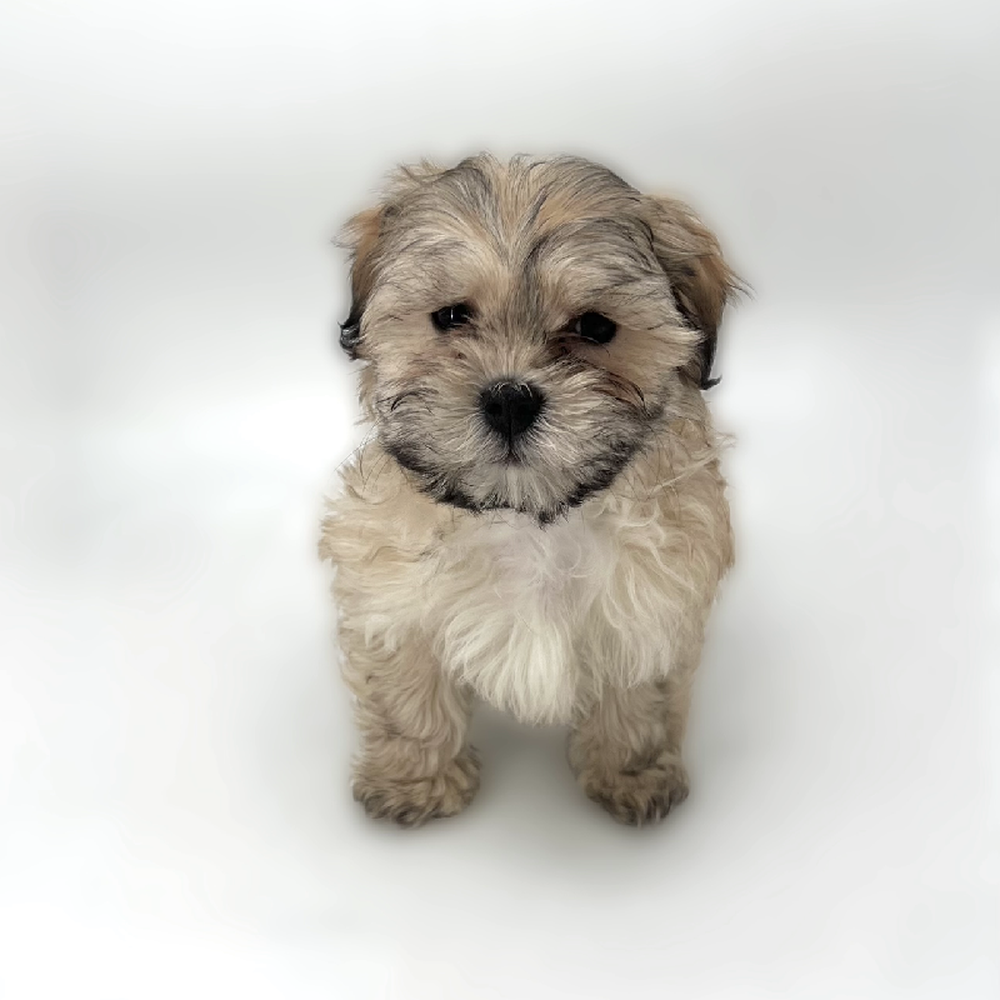 Image of a pet breed in the gallery
