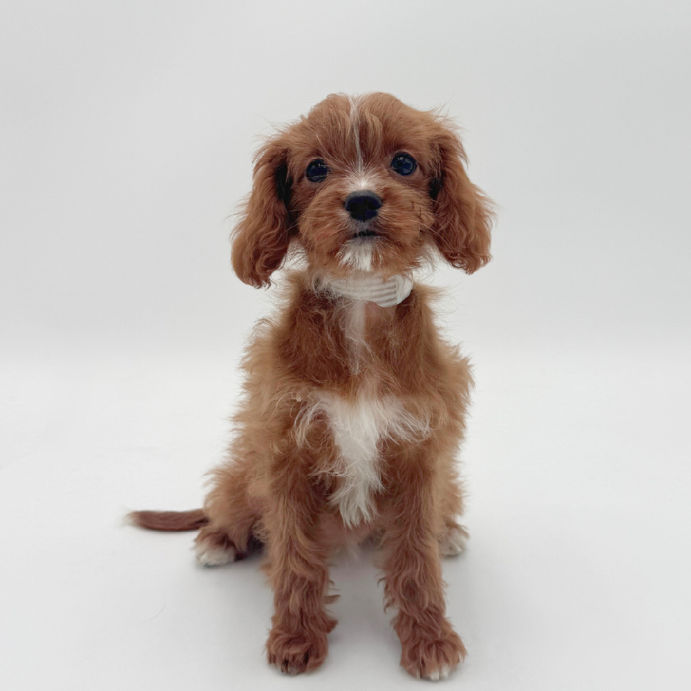 Image of a pet breed in the gallery