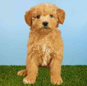 2nd Gen Mini Goldendoodle