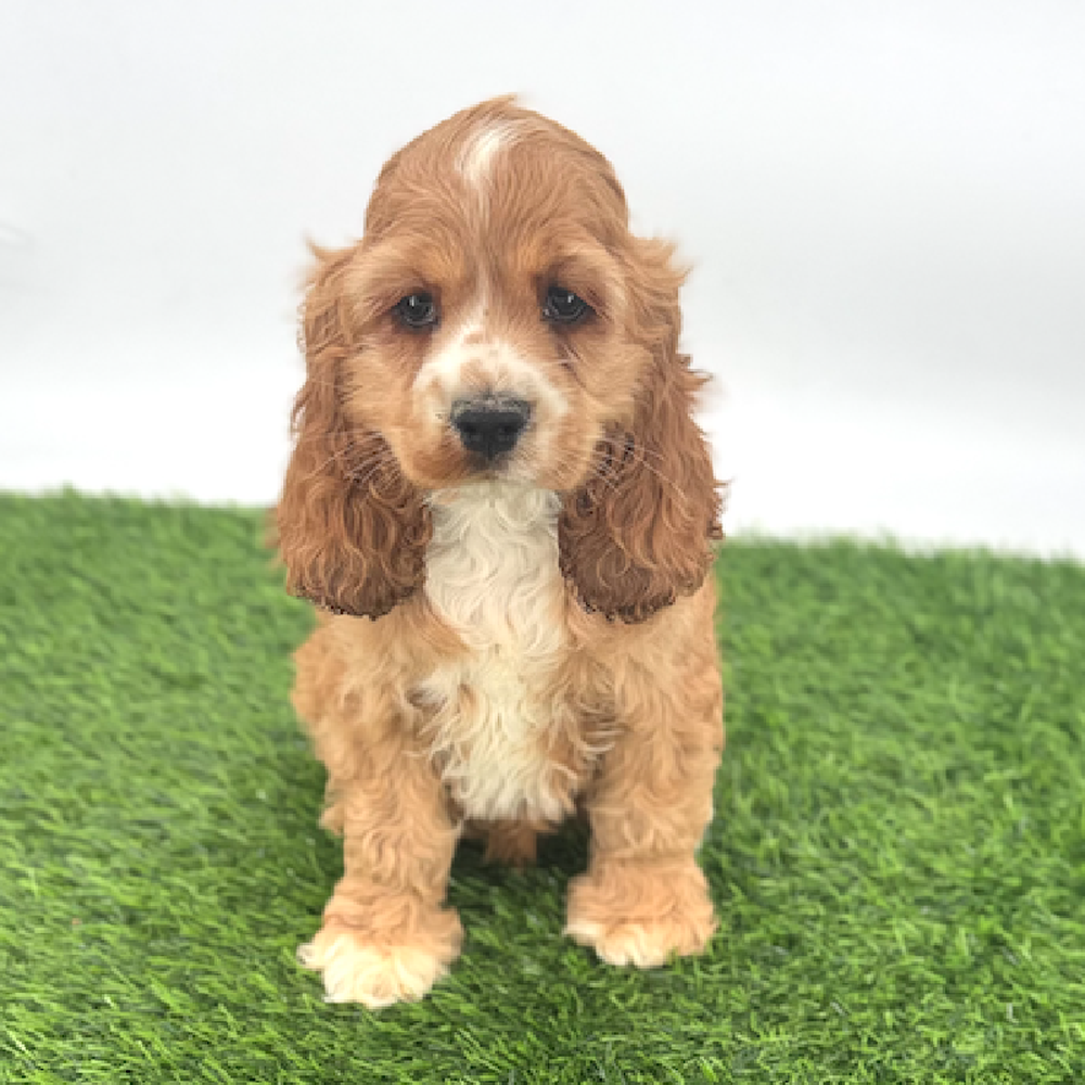carousel pet images