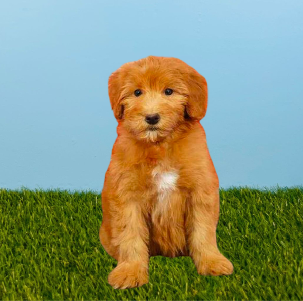 Female Whoodle Puppy for Sale in Tolleson, AZ