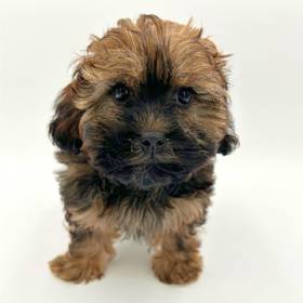 Shizapoo