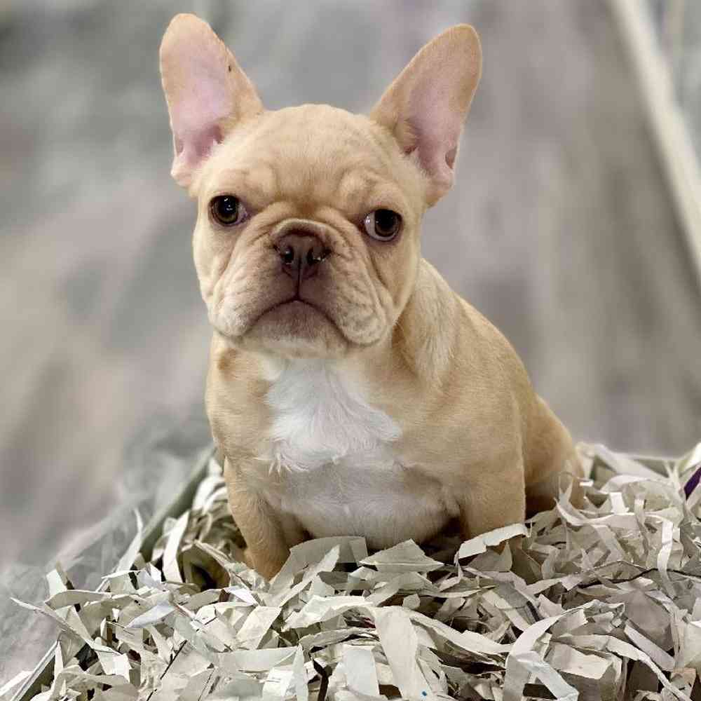 Female French Bulldog Puppy for Sale in Meridian, ID