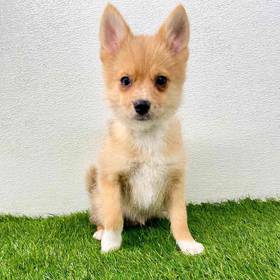 2nd Gen Pomsky