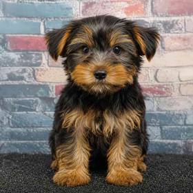 Yorkie