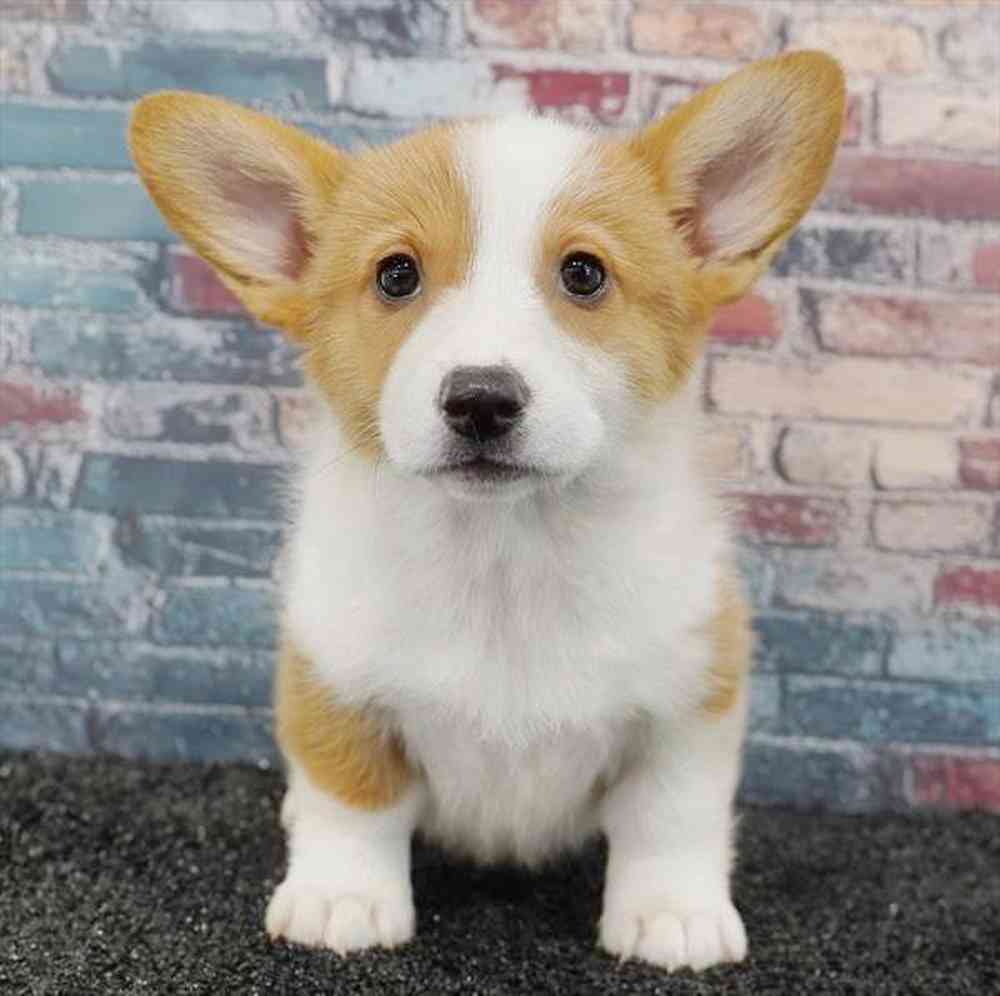 carousel pet images