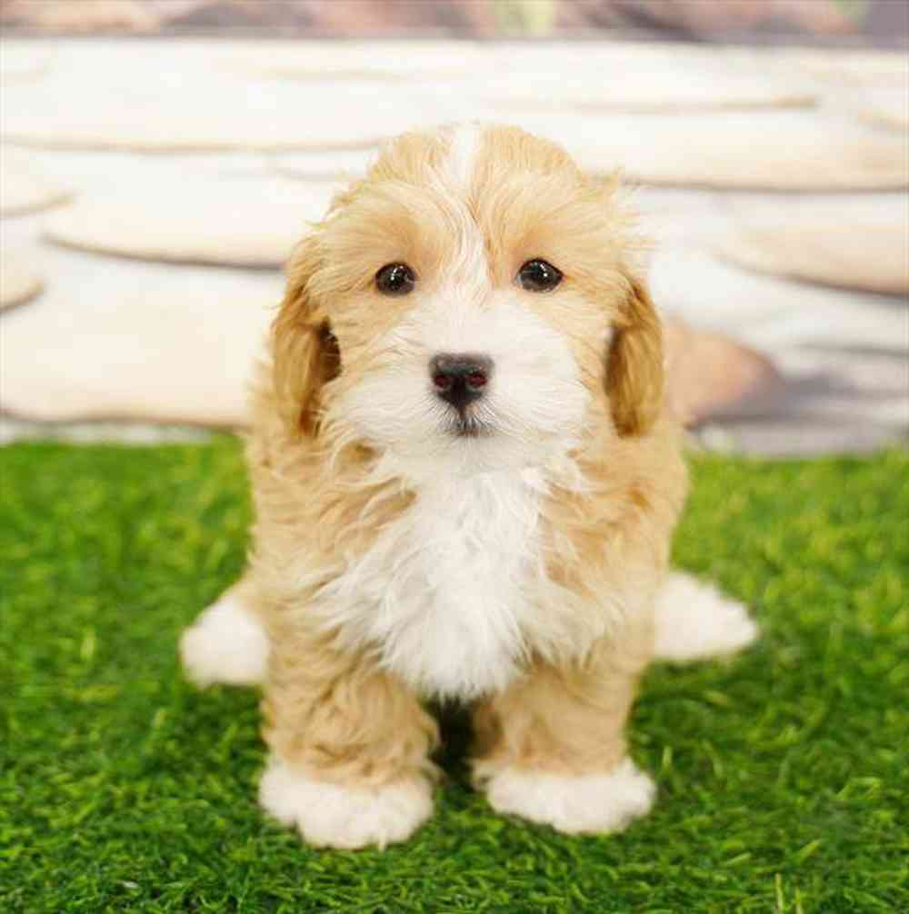carousel pet images