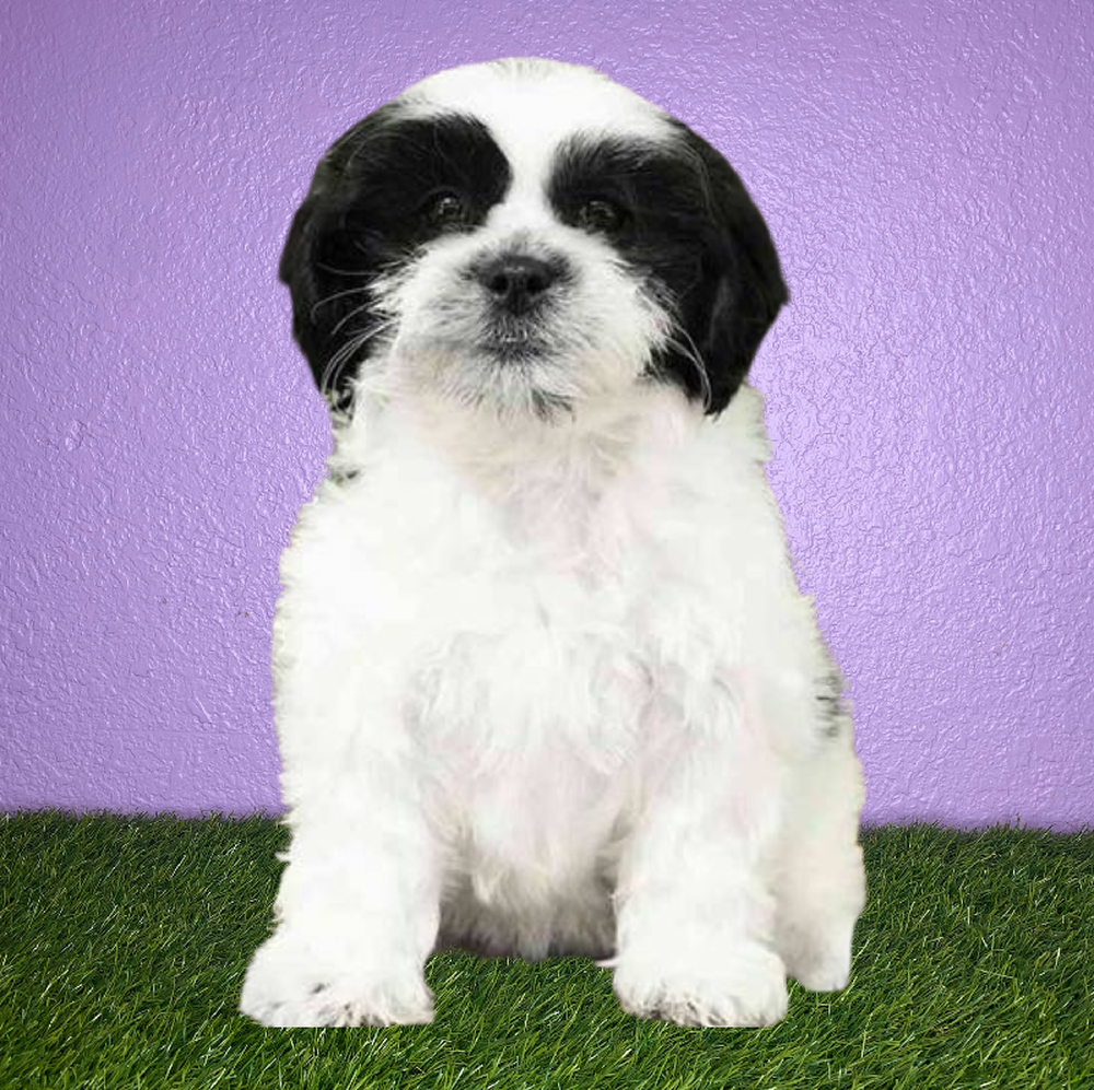 carousel pet images