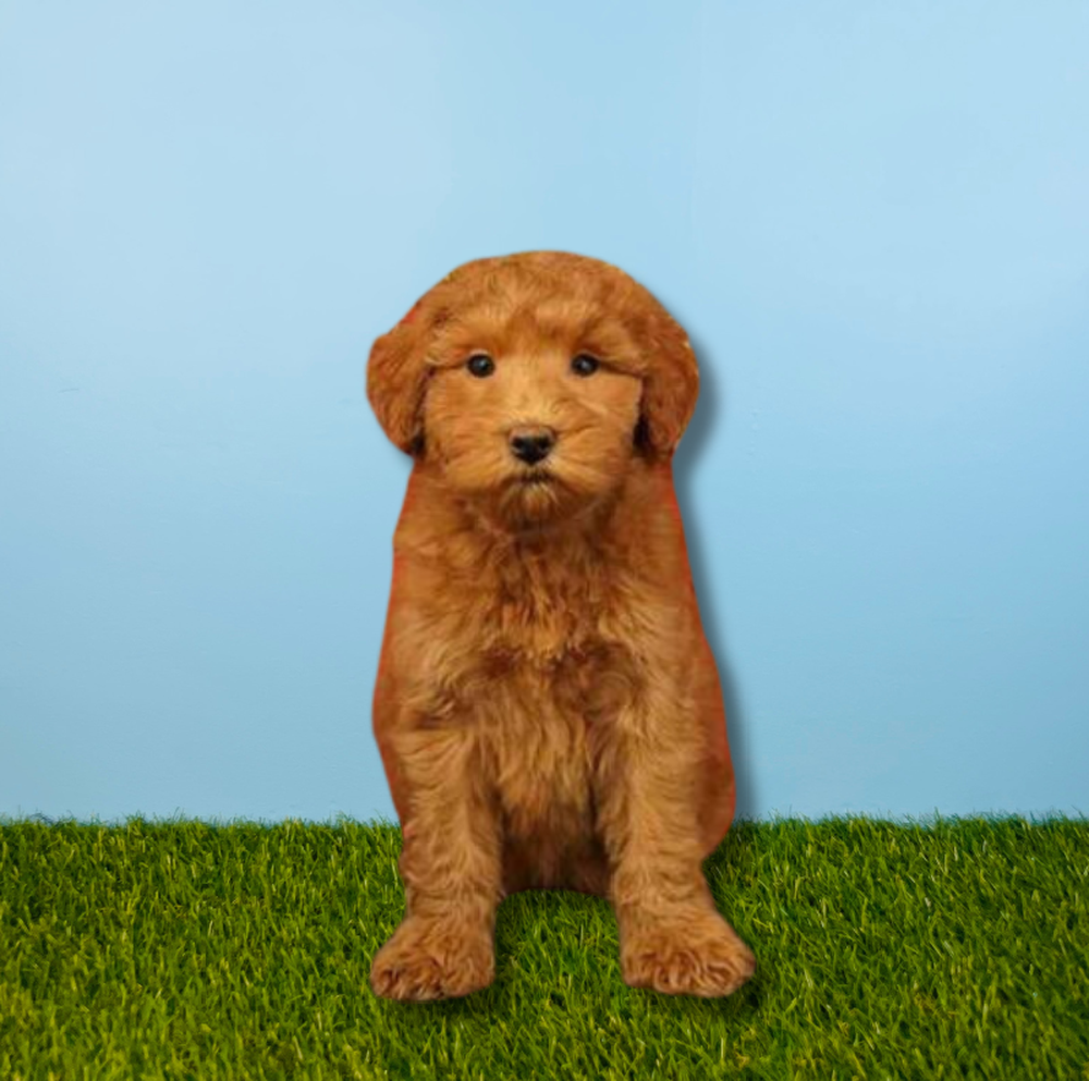 carousel pet images