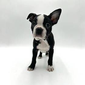 Boston Terrier