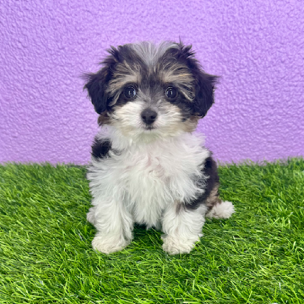 carousel pet images