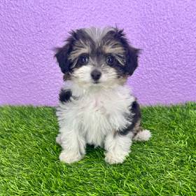 Mini Aussiedoodle